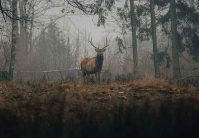 Deer hunting in Missouri