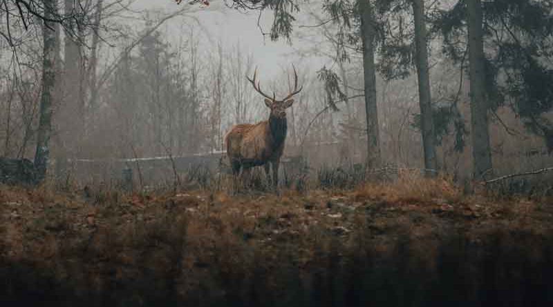 Deer hunting in Missouri