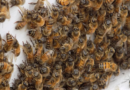 Missouri honey bees