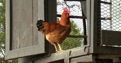 raising chickens for eggs