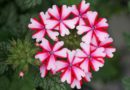 verbena flowers