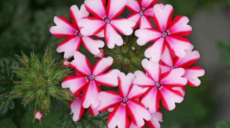 verbena flowers