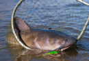 Missouri Channel Catfish