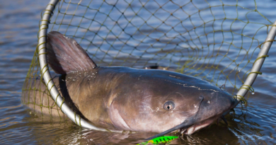 Missouri Channel Catfish