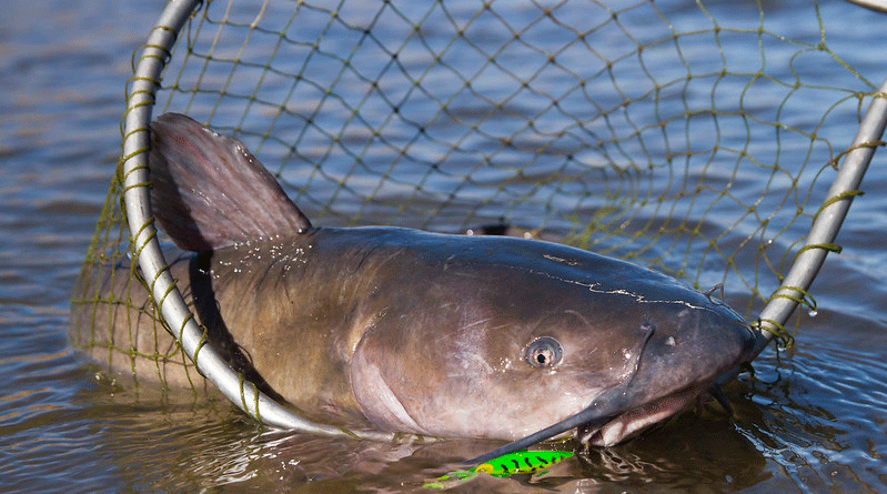 Missouri Channel Catfish